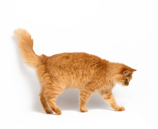 大人のふわふわの赤い猫が横向きに座って かわいい顔 プレミアム写真