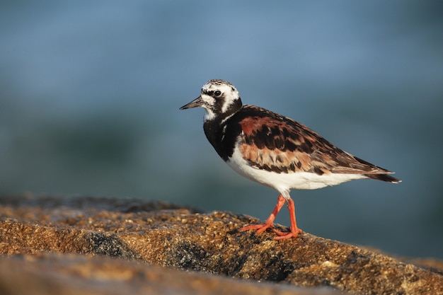 Foto gratuita adulti ruddy turnstone arenaria interpres