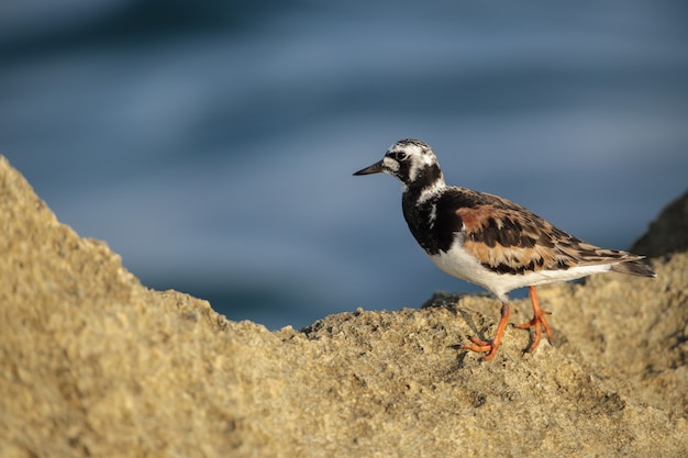 무료 사진 성인 붉게 turnstone arenaria 해석