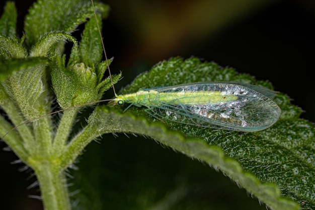Взрослый типичный зеленый златоглазки подсемейства chrysopinae