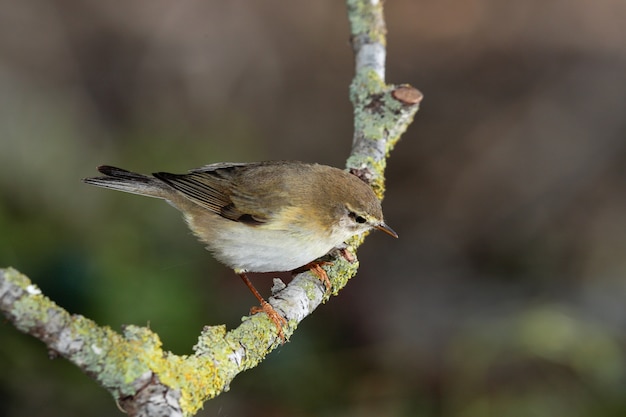 성인 버드 나무 비틀기 Phylloscopus trochilus, 몰타, 지중해