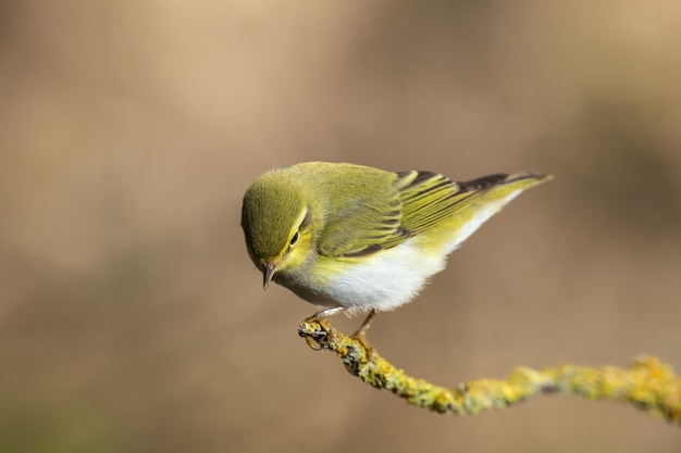 Free photo adult wood warbler phylloscopus sibilatrix, malta, mediterranean