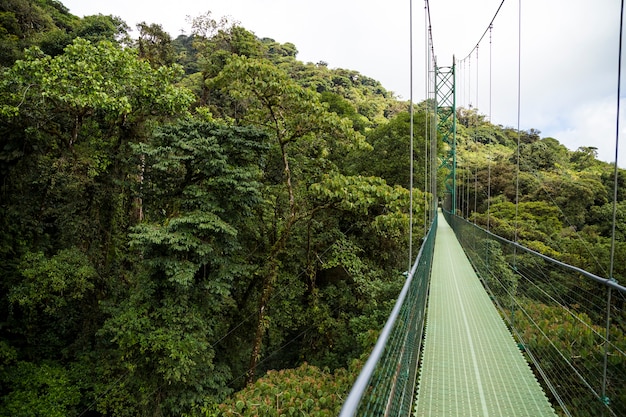 코스타리카의 열대 우림에서 모험 현수교