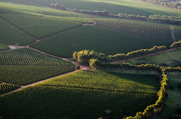 Bello scatto aereo di un campo verde di giorno