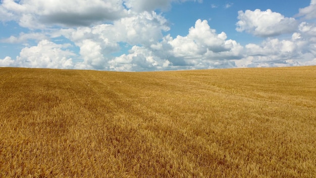Воздушный беспилотник летит над полем горизонта желтой спелой пшеницы