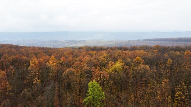 Aerial drone view of nature in Moldova, yellowed forest, hills, cloudy sky