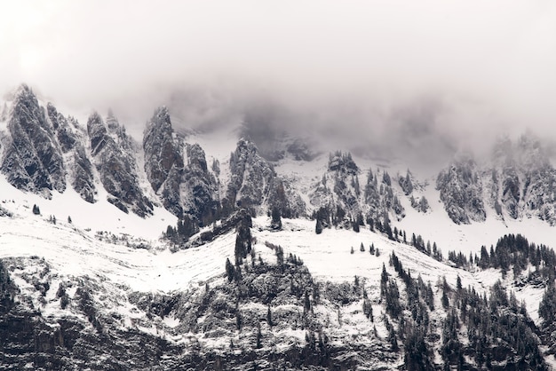 Aerial of forest covered with snow