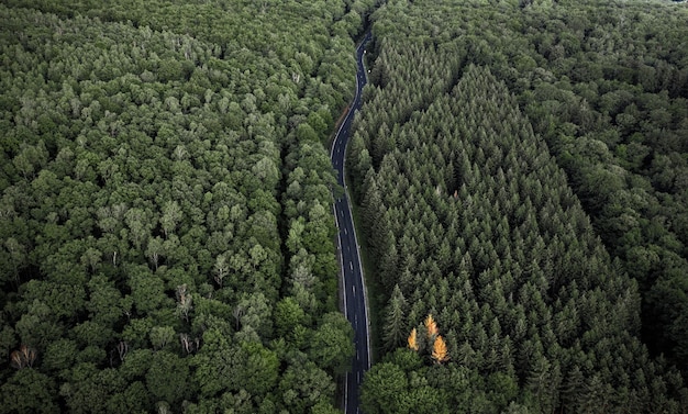 Aerial mesmerizing view of the road surrounded by dense forest