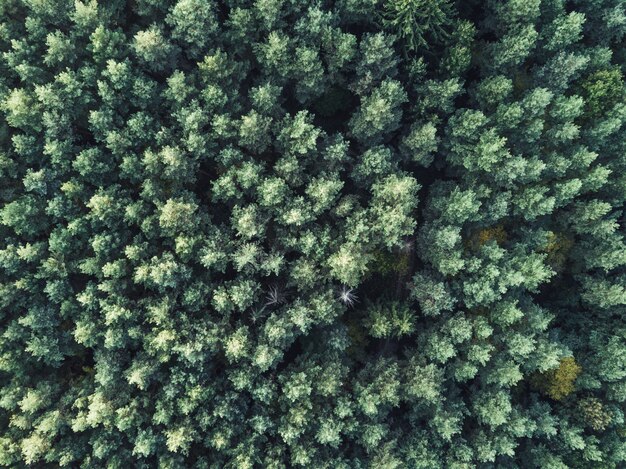 Aerial overhead shot of a beautiful thick green forest