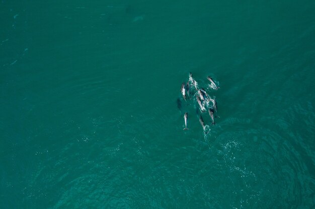 Aerial overhead shot of dolphins in a pure turquoise sea during daytime