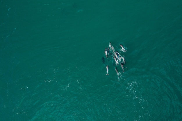 Ripresa aerea dall'alto di delfini in un mare turchese puro durante il giorno