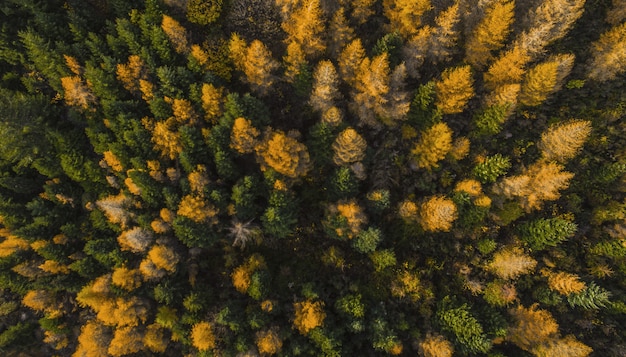 Aerial overhead shot of a forest of green and yellow pine trees