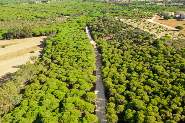 Воздушный панорамный пейзаж вид дороги в лесу