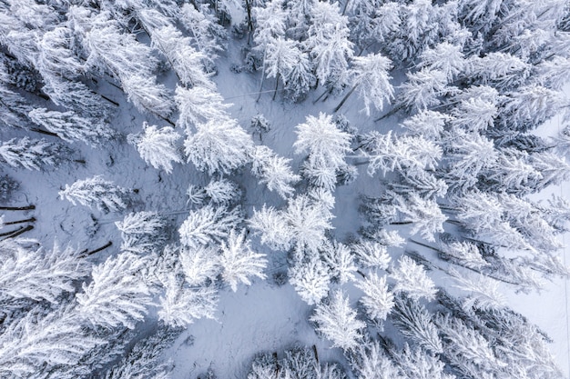 冬のヤシの木の森の空中写真はすべて雪で覆われています