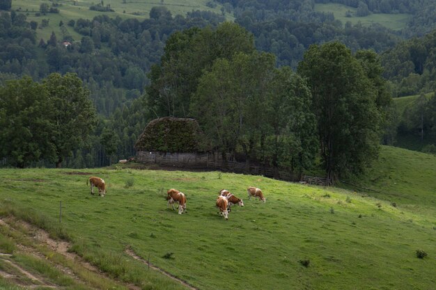 Aerial shot of an amazing farmland in  Apuseni Mountains in Transylvania, Romania