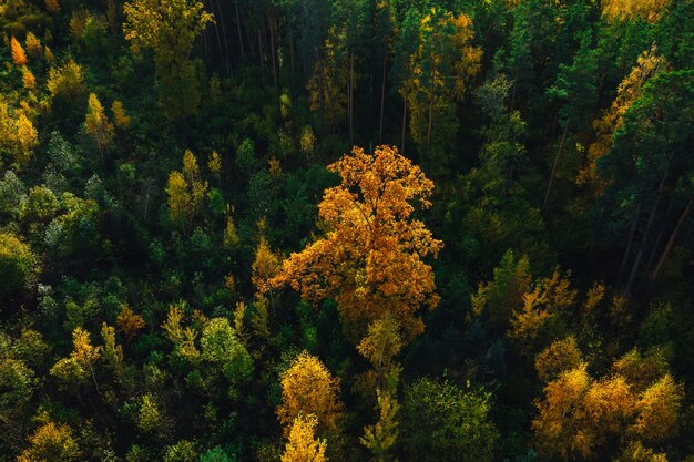Aerial shot of beautiful autumn forest