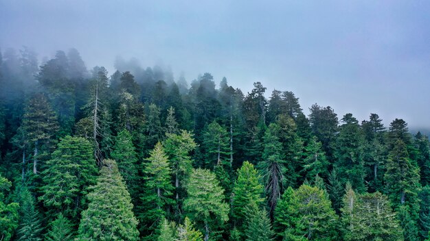 Aerial shot of a beautiful forest on a hill surrounded by natural fog and mist