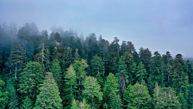 自然の霧と霧に囲まれた丘の上の美しい森の空中ショット