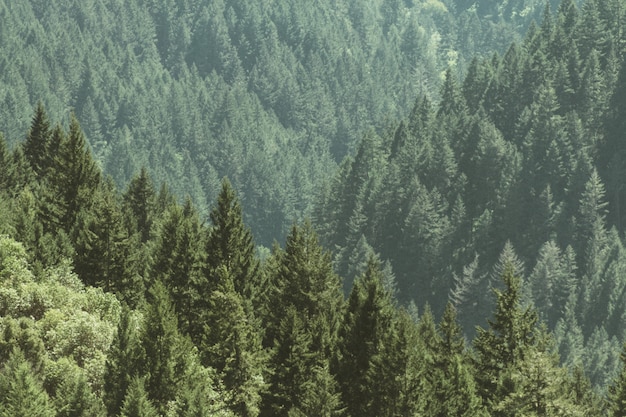 Aerial shot of a beautiful forest with pine trees