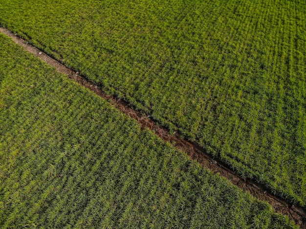 Foto gratuita ripresa aerea di un bellissimo terreno coltivato verde