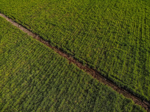 Aerial shot of a beautiful green farmland