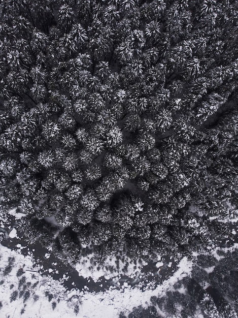 Воздушный снимок красивых заснеженных сосен в лесу