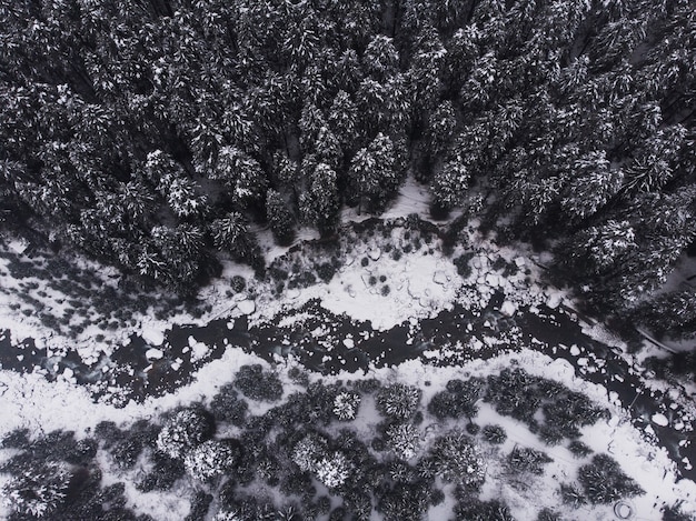 森の中の美しい雪をかぶった松の木の空中ショット