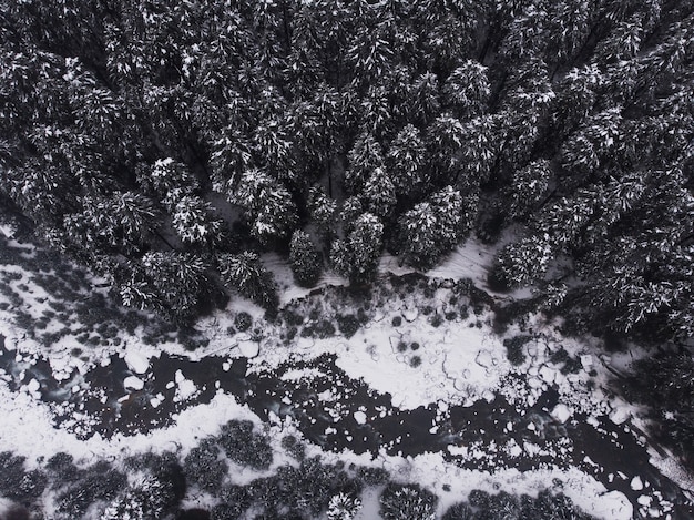숲에서 아름다운 눈 덮힌 소나무의 공중 촬영