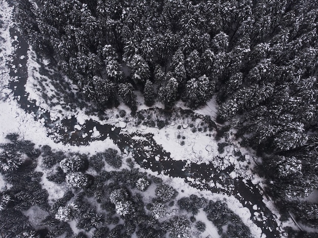 森の中の雪をかぶった美しい松の木の空中ショット