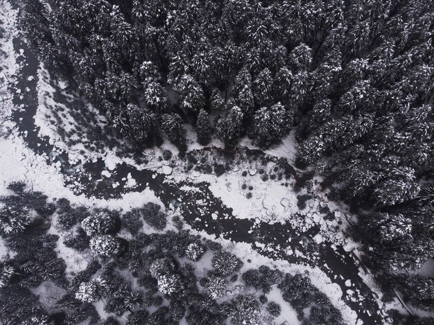 Аэрофотоснимок красивых заснеженных сосен в лесу