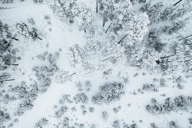 숲에서 아름다운 눈 덮인 나무의 항공 샷