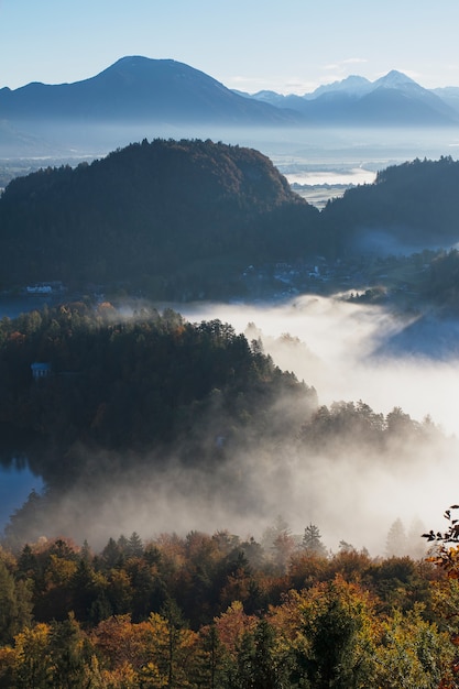 Воздушная съемка красивого лесного леса, покрытого туманом в Бледе, Словения