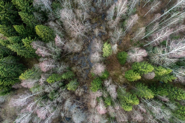 Free photo aerial shot of birch and spruce trees