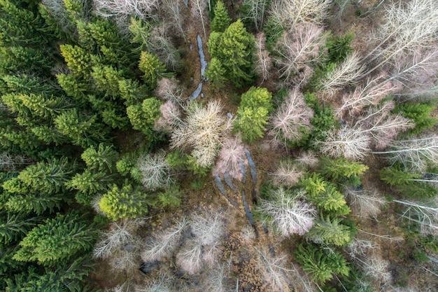 Aerial shot of birch and spruce trees