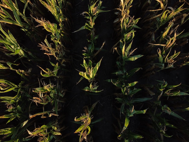 Free photo aerial shot of cornfield at sunset