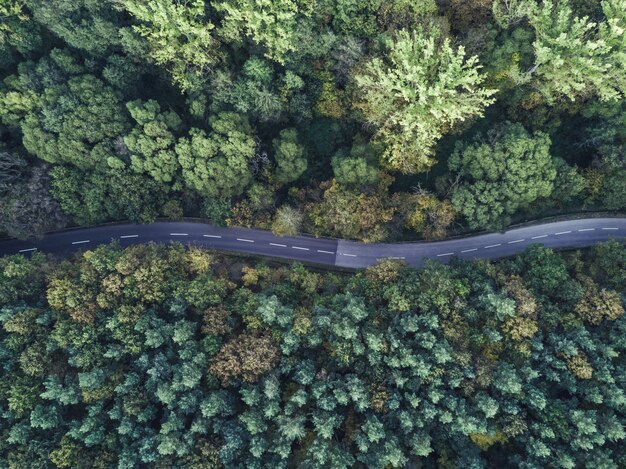 Aerial shot of a curvy thin road going through a thick forest