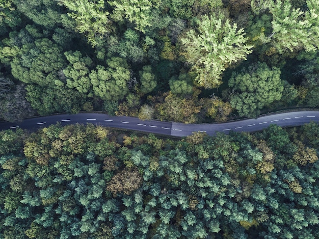 Aerial shot of a curvy thin road going through a thick forest