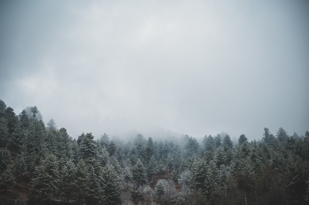 Aerial shot of the evergreen pine trees under a gloomy cloudy sky