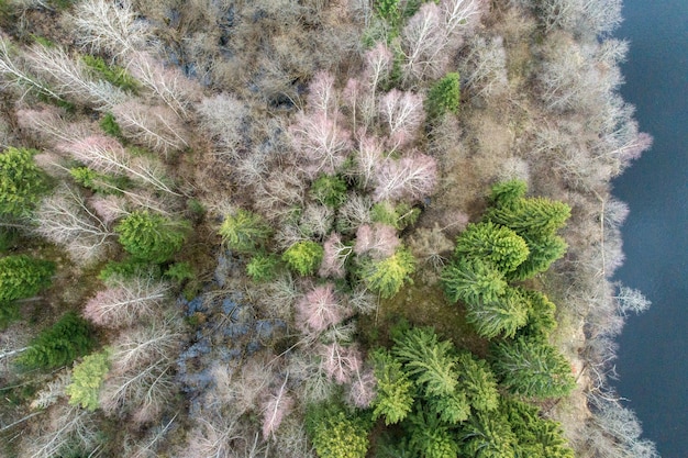 Aerial shot of a forest covered in bare trees and pines at daylight