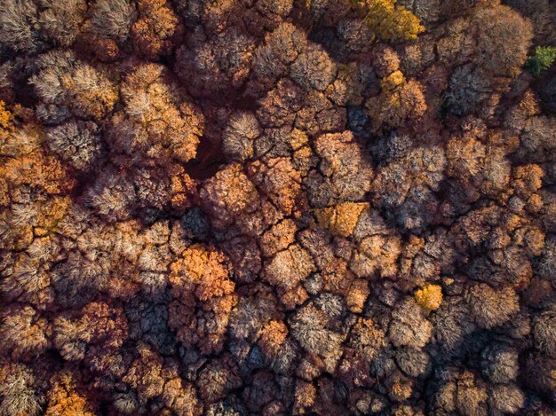 Aerial shot of a forest with brown leafed trees at daytime, great for background or a blog