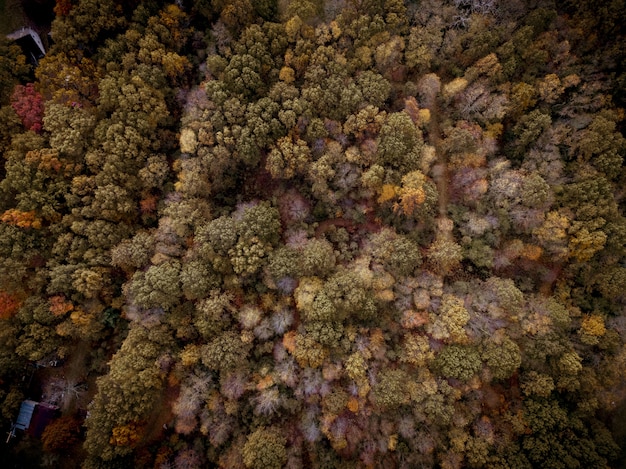 Воздушная съемка леса с разноцветными деревьями