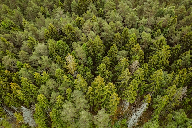 Aerial shot of a forest with a lot of tall green trees