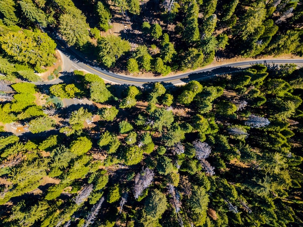 Ripresa aerea di una foresta