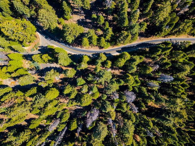 Aerial shot of a forest