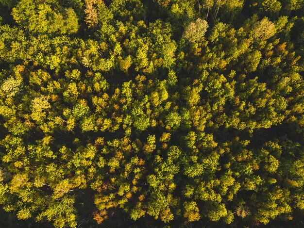 Снимок леса под солнечным светом в дневное время в Германии с воздуха - идеально подходит для естественных представлений