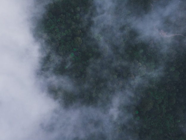 Aerial shot of a green forest covered with fog