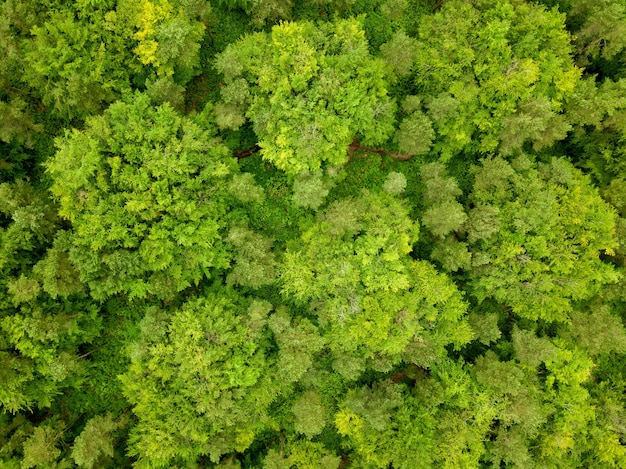 Free photo aerial shot of the green trees of a forest in dorset, uk taken by a drone