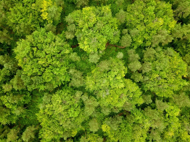 Aerial shot of the green trees of a forest in Dorset, UK taken by a drone