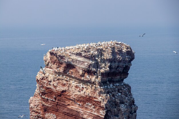 바다 경치에 흰 새가 많은 거대한 바위 섬의 항공 샷