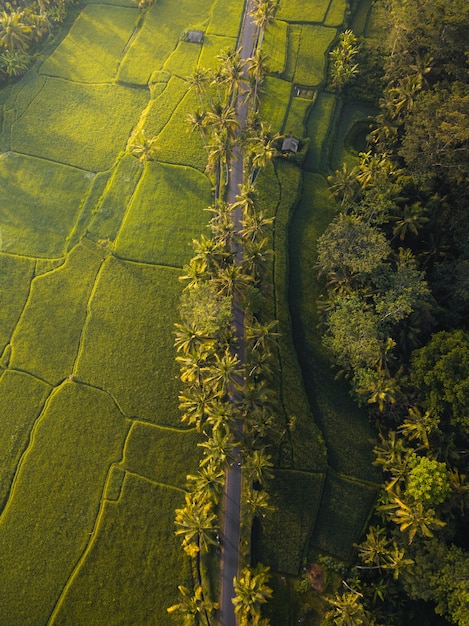 Aerial shot of a long road surrounded by trees and fields